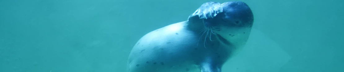 International Women's Day - Why I wear Yocto Shirts on the Embedded World Exhibition